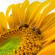 bee on a sunflower
