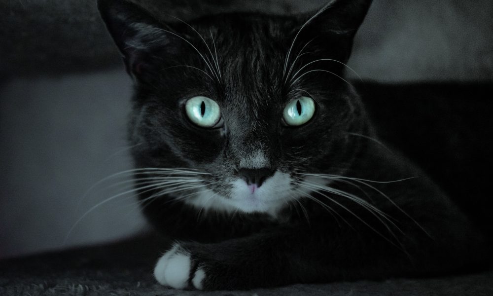 black and white cat lying down