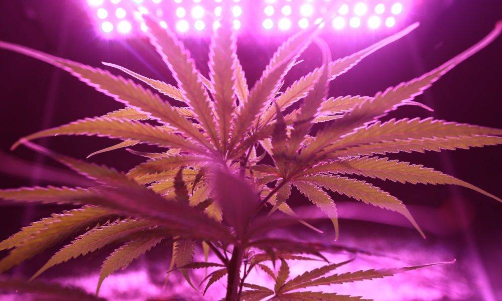 cannabis under pink light