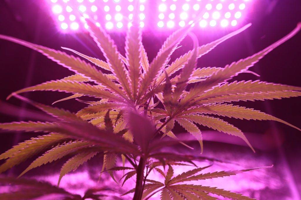 cannabis under pink light