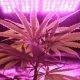 cannabis under pink light