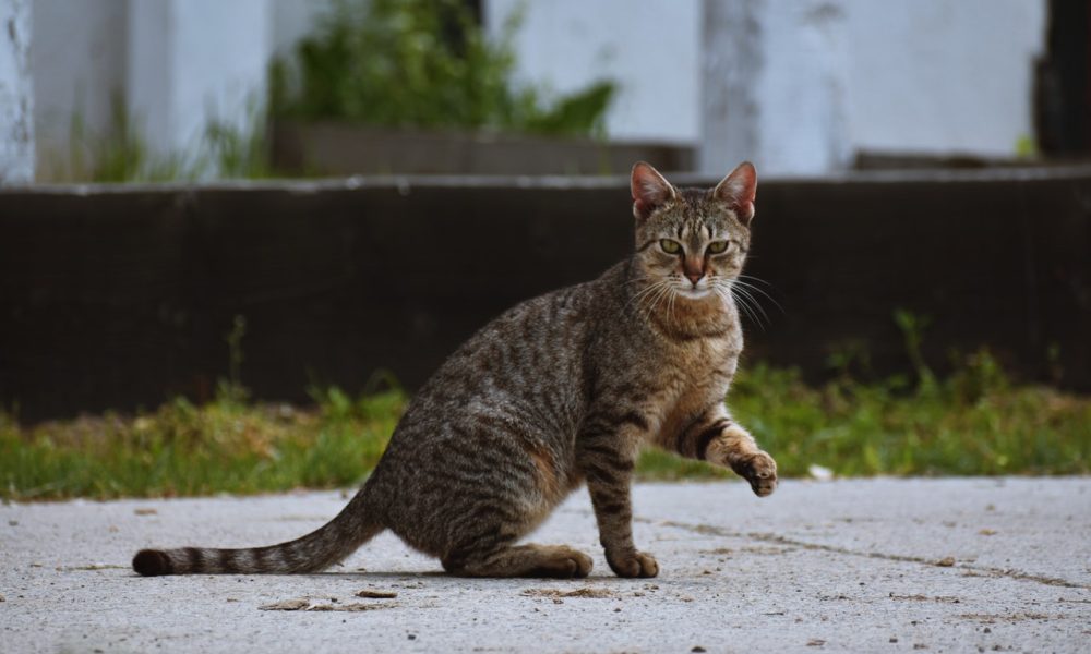 cat