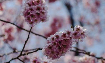 cherry blossom