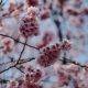cherry blossom