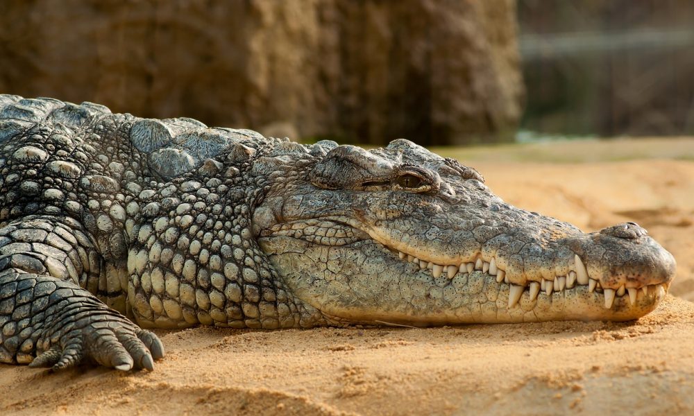 crocodile lying on the ground