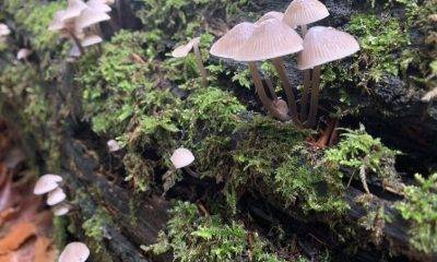 A bunch of mushrooms