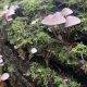 A bunch of mushrooms