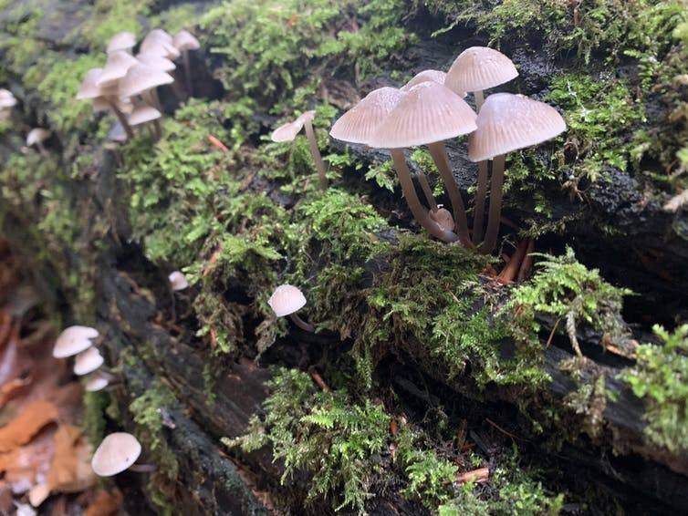 A bunch of mushrooms