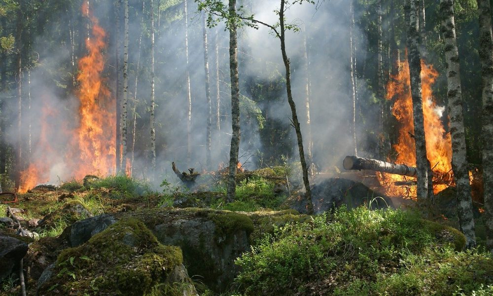 forest fire