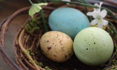 Blue, orange, and green eggs in a nest with flowers
