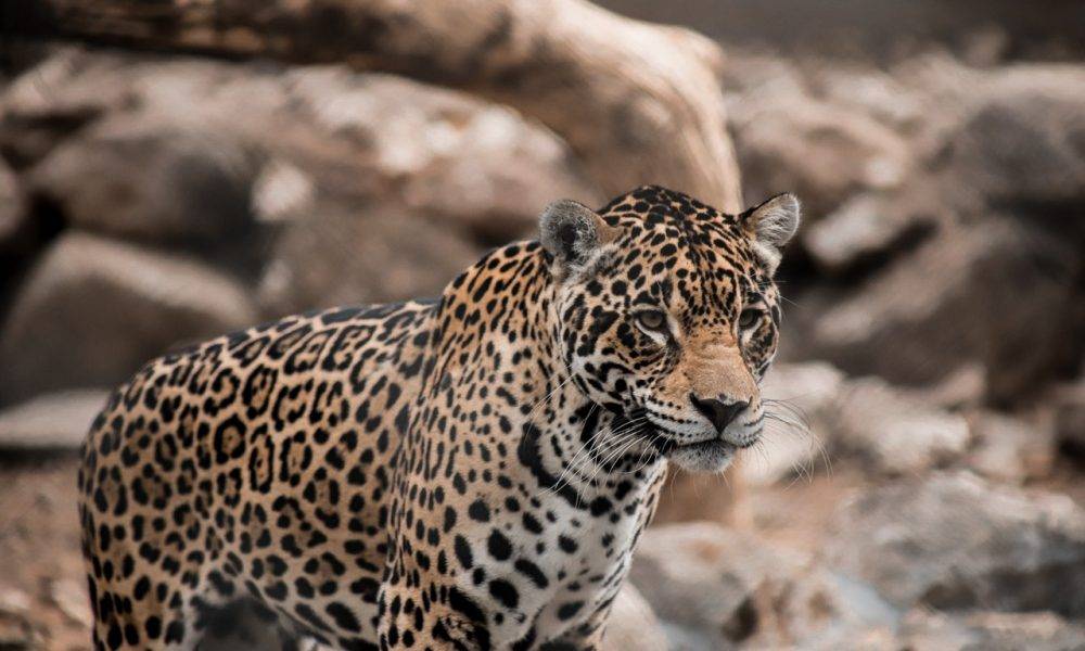 jaguar
