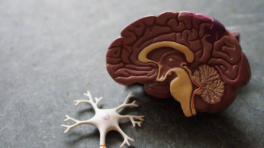 miniature of human brain
