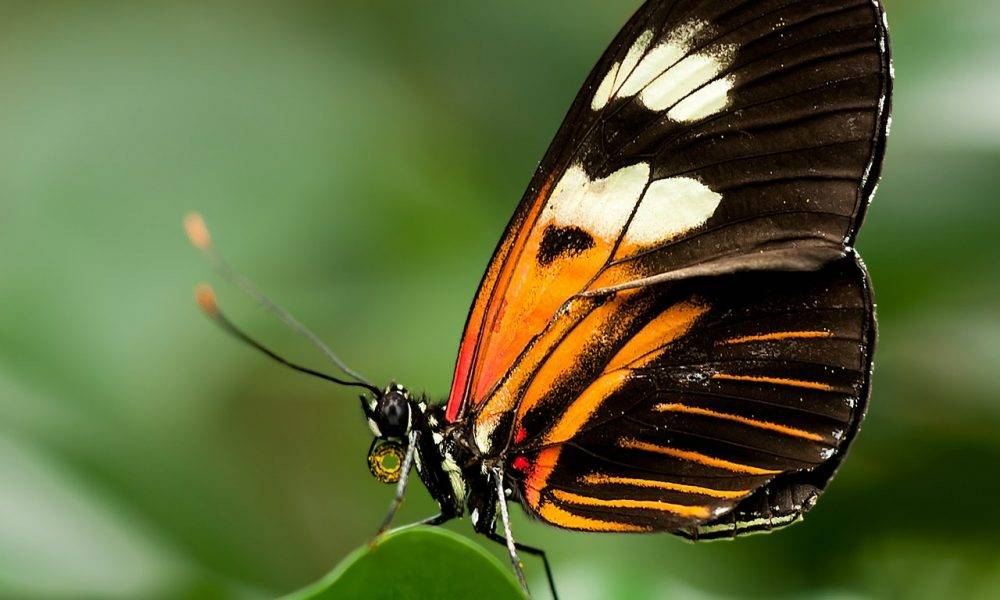 orange butterfly