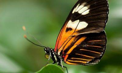 orange butterfly