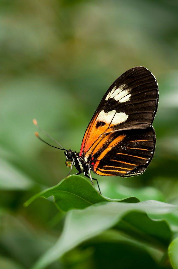 orange butterfly