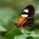 orange butterfly