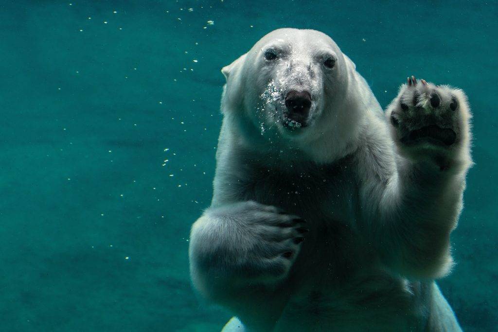 Polar bear underwater