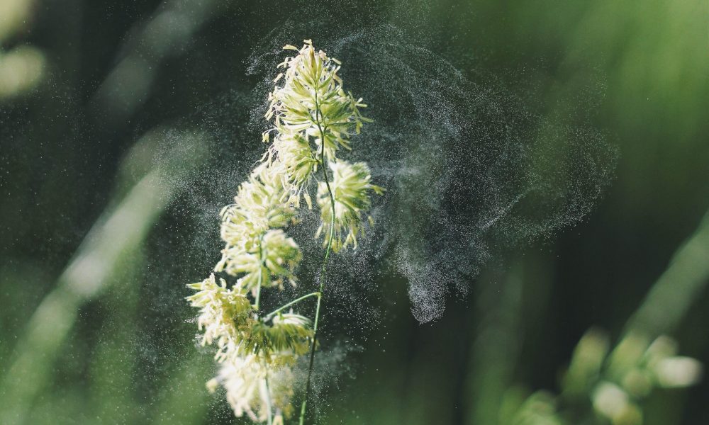 pollen mist