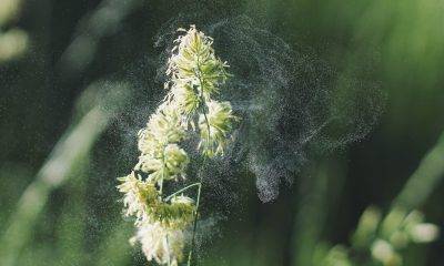 pollen mist