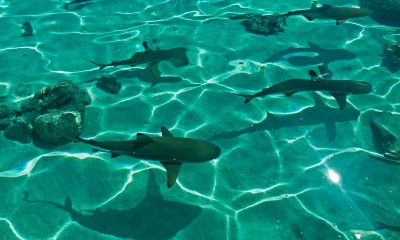 black sharks under water