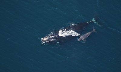 whale