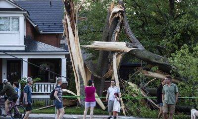 Storm destroys tree in Ottawa