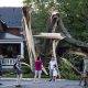 Storm destroys tree in Ottawa