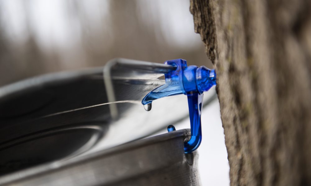 A drop of maple water drips out of a spile from a tree