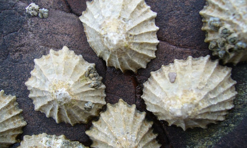 Limpets on a rock surface