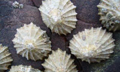 Limpets on a rock surface
