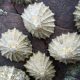 Limpets on a rock surface