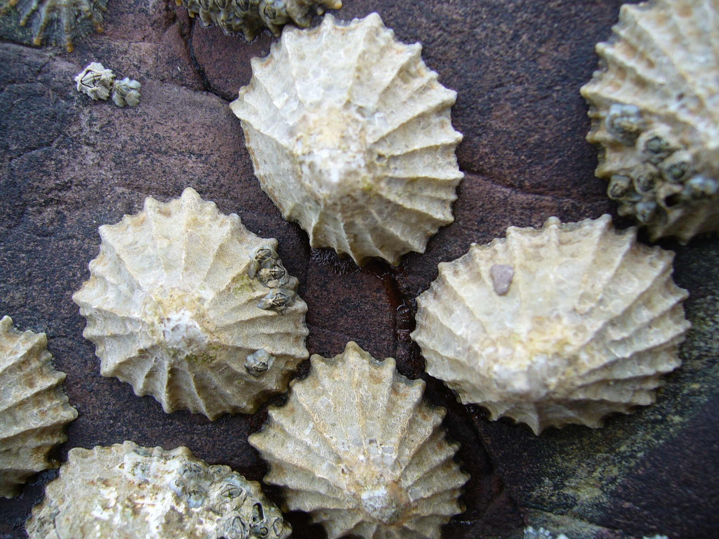 Limpets on a rock surface