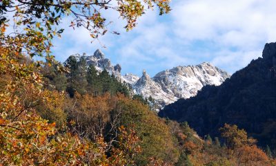 A view of trees and the mountains at the background in Peneda-Gerês National Park