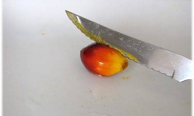 Yellow oil from palm fruit being cut by a knife
