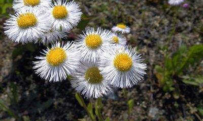 Erigeron annuus flowers