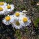 Erigeron annuus flowers