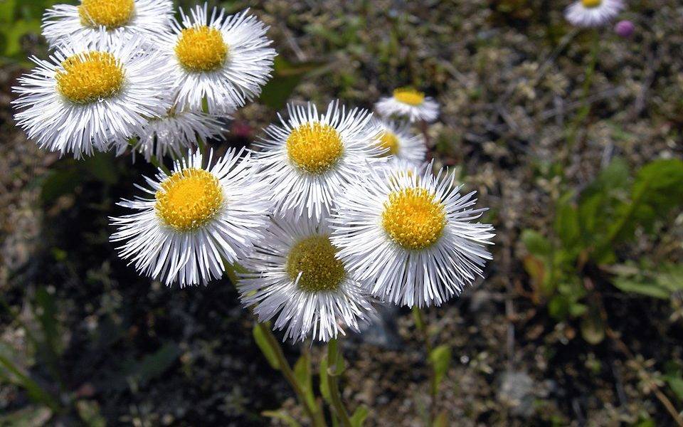 Erigeron annuus flowers