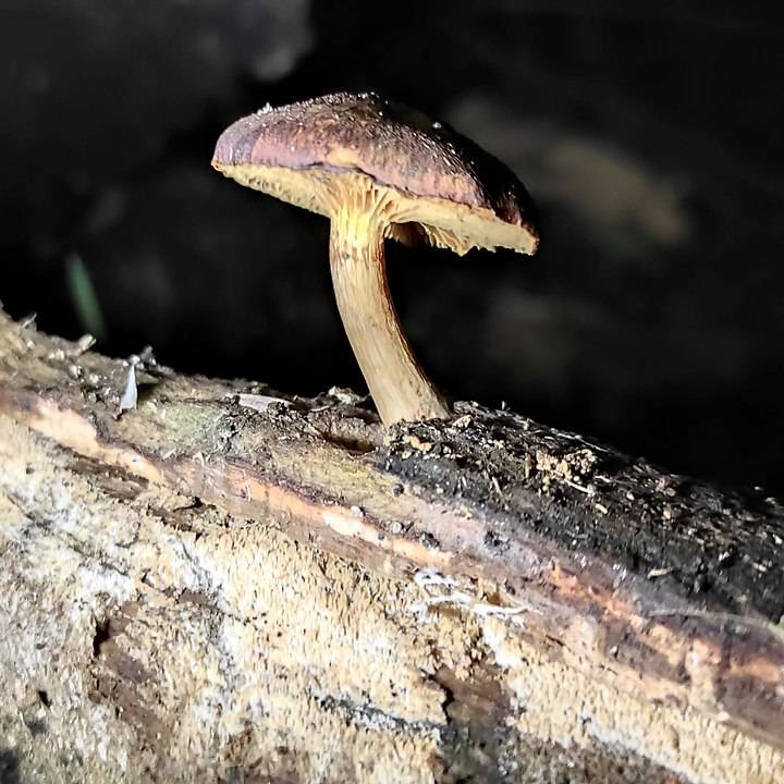 Gymnopilus purpuratus in Auckland