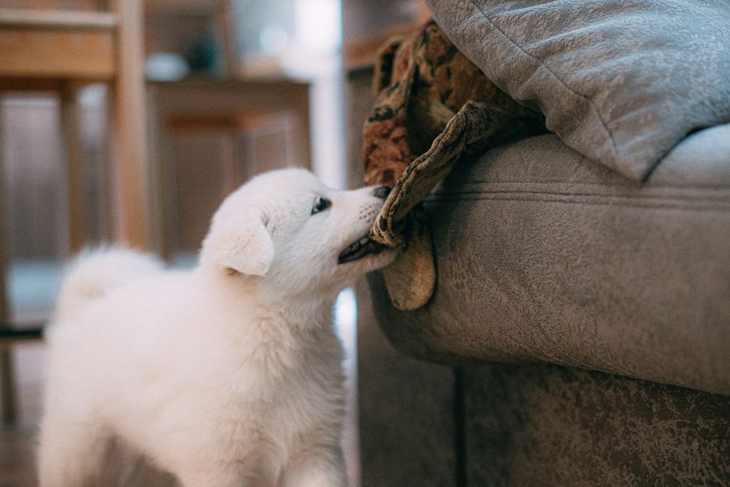 Puppy biting a fabric
