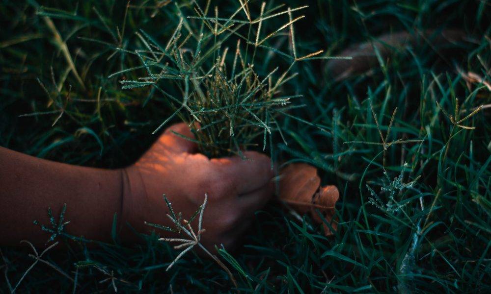 A hand pulling on grass