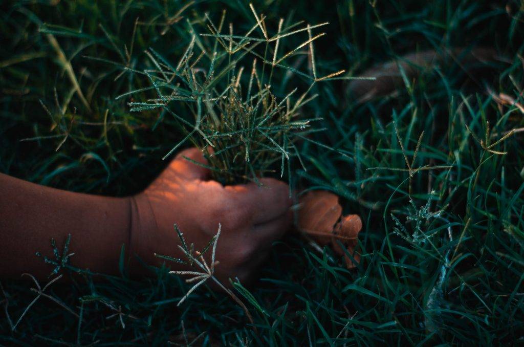 A hand pulling on grass