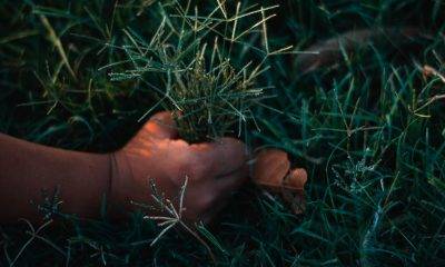 A hand pulling on grass