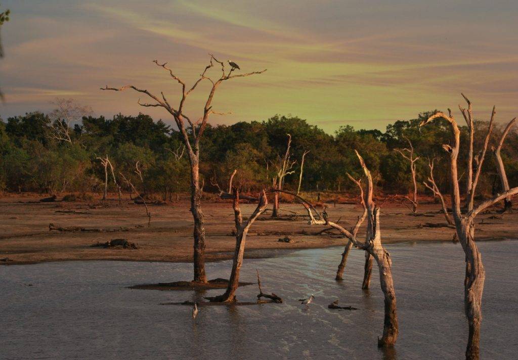 bare trees during golden hour