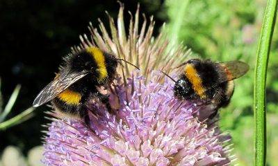 bees