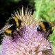 bees