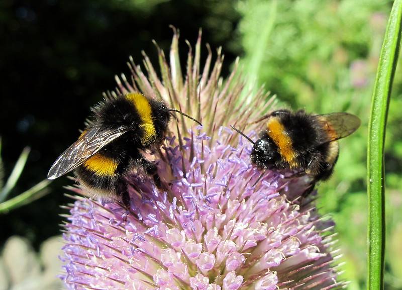 bees