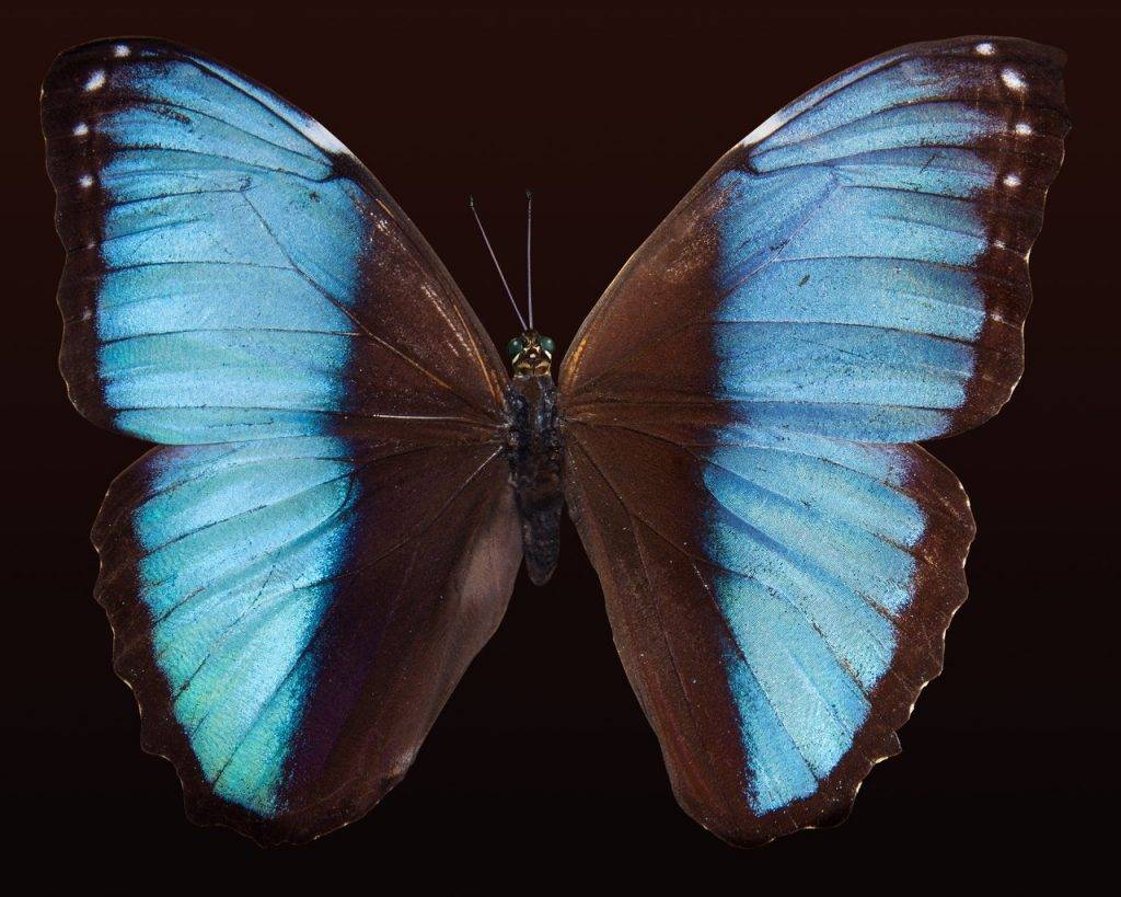 blue and brown butterfly
