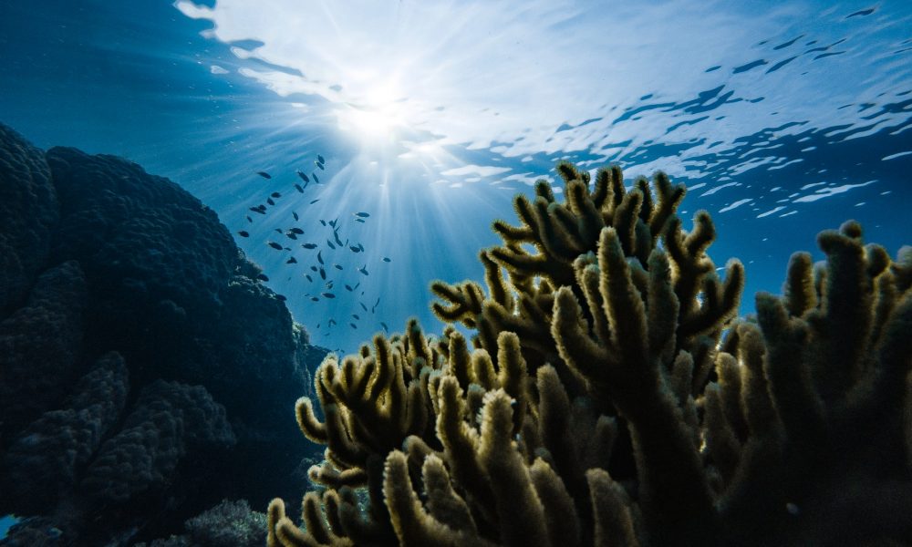 coral reef underwater