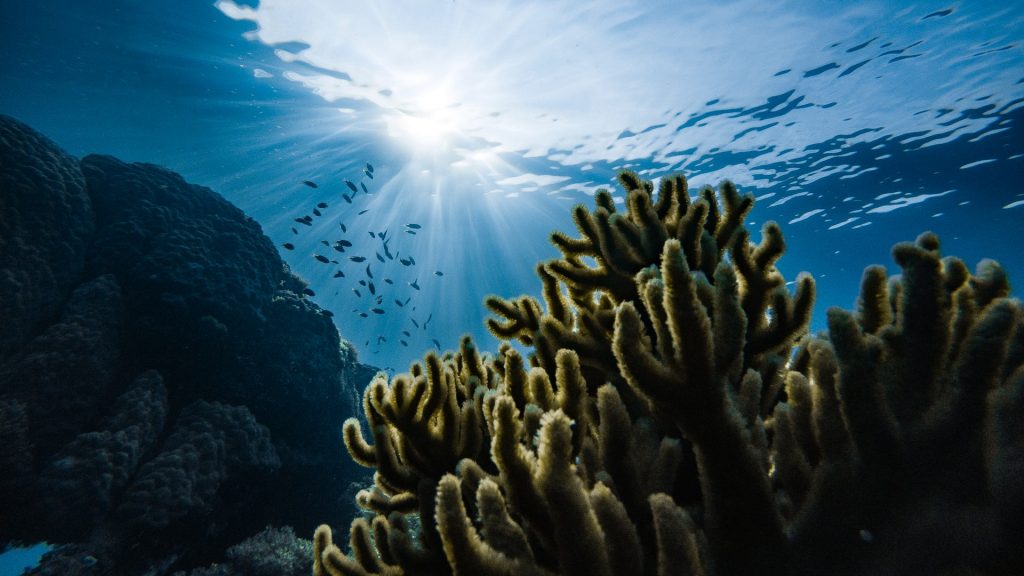 coral reef underwater