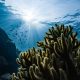 coral reef underwater